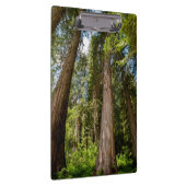 Westerne rode cedar-bomen klembord (Rechts)