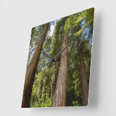 Westerne rode cedar-bomen vierkante klok (Hoek)