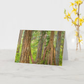 Westerne rode cedar-boom | Staat Washington Kaart (Gele Bloem)