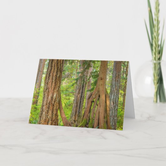Westerne rode cedar-boom | Staat Washington Kaart (Voorkant)