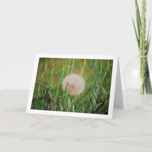 Westerne Salsify Plant Kaart (Voorkant)