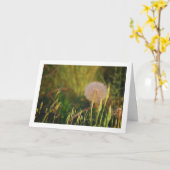 Westerne Salsify Plant Kaart (Gele Bloem)