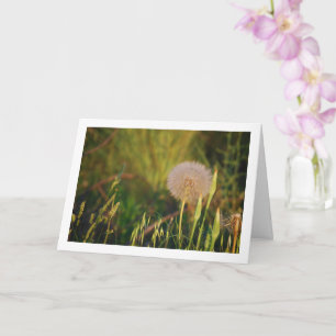 Westerne Salsify Plant Kaart