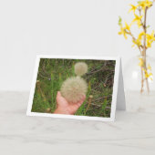 Westerne Salsify Planten Kaart (Gele Bloem)