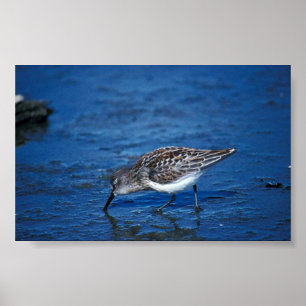Westerne Sandpiper Poster