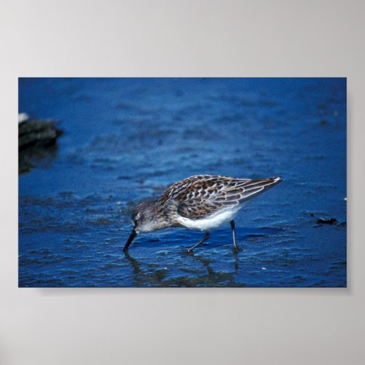 Westerne Sandpiper Poster (Voorkant)