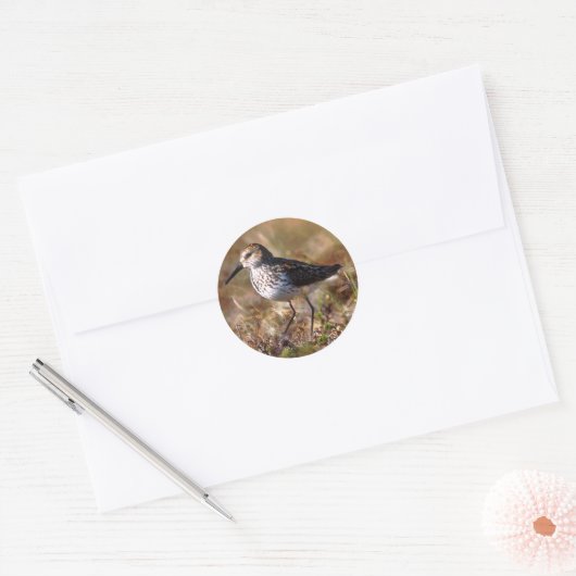 Westerne Sandpiper Ronde Sticker (Envelop)
