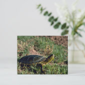 Westerne schildpad briefkaart (Staand voorkant)