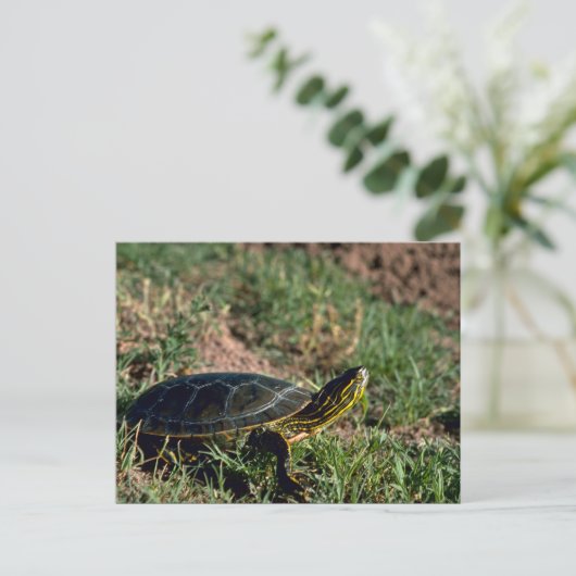 Westerne schildpad briefkaart (Staand voorkant)