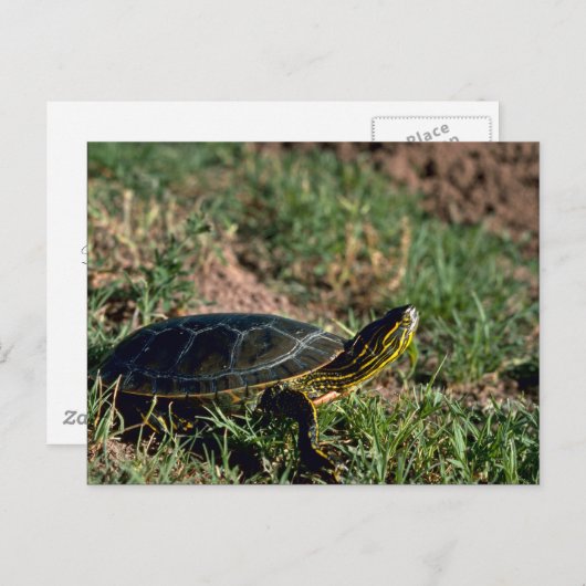 Westerne schildpad briefkaart (Voorkant / Achterkant)