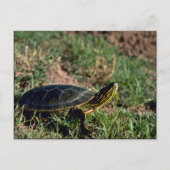 Westerne schildpad briefkaart (Voorkant)