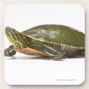 Westerne schildpad (Chrysemys picta bellii), Bier Onderzetter