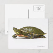Westerne schildpad (Chrysemys picta bellii), Briefkaart (Voorkant / Achterkant)