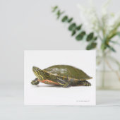 Westerne schildpad (Chrysemys picta bellii), Briefkaart (Staand voorkant)
