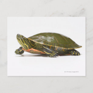 Westerne schildpad (Chrysemys picta bellii), Briefkaart