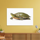 Westerne schildpad (Chrysemys picta bellii), Canvas Afdruk (Insitu (Woonkamer))