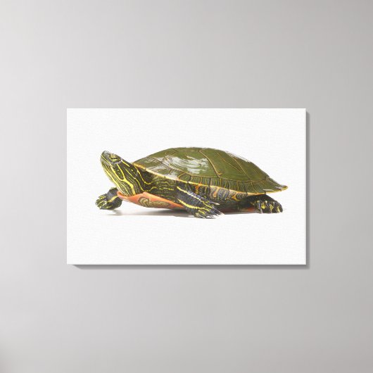 Westerne schildpad (Chrysemys picta bellii), Canvas Afdruk (Voorkant)