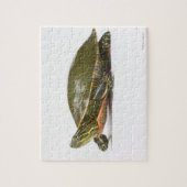 Westerne schildpad (Chrysemys picta bellii), Legpuzzel (Verticaal)