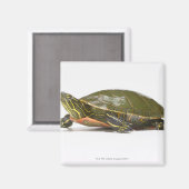 Westerne schildpad (Chrysemys picta bellii), Magneet (Voorkant / Achterkant)