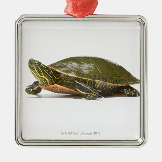 Westerne schildpad (Chrysemys picta bellii), Metalen Ornament (Voorkant)