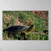 Westerne schildpad poster (Voorkant)