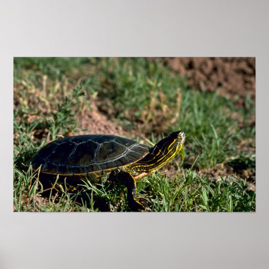 Westerne schildpad poster (Voorkant)