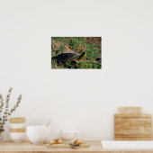 Westerne schildpad poster (Keuken)
