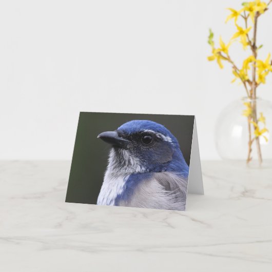 Westerne schrobben-Vlaamse gaai - Joe Sweeney - Kaart (Gele Bloem)