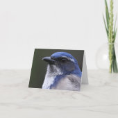 Westerne schrobben-Vlaamse gaai - Joe Sweeney - Kaart (Voorkant)