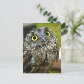 Westerne Screech Owl Close-up Foto Briefkaart (Staand voorkant)