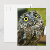 Westerne Screech Owl Close-up Foto Briefkaart (Voorkant / Achterkant)