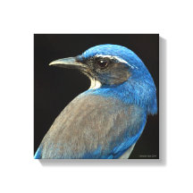 Westerne Scrub Jay