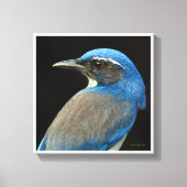 Westerne Scrub Jay Canvas Afdruk (Voorkant)