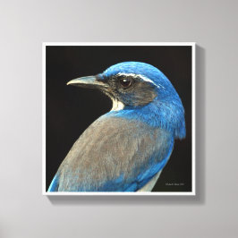 Westerne Scrub Jay Canvas Afdruk