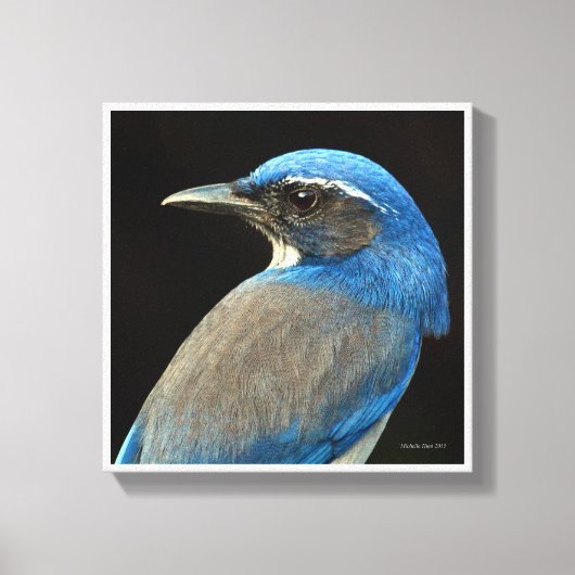 Westerne Scrub Jay Canvas Afdruk (Voorkant)