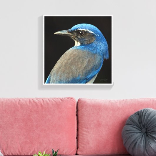Westerne Scrub Jay Canvas Afdruk (Insitu (Woonkamer))