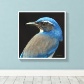 Westerne Scrub Jay Canvas Afdruk (Insitu (Houten vloer))