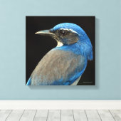 Westerne Scrub Jay Canvas Afdruk (Insitu (Houten vloer))