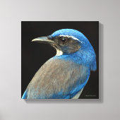 Westerne Scrub Jay Canvas Afdruk (Voorkant)