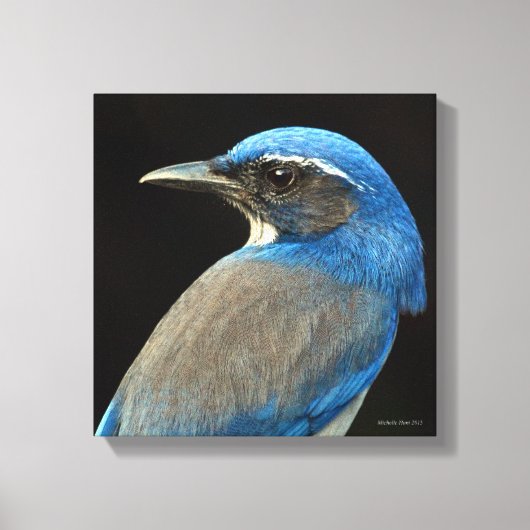 Westerne Scrub Jay Canvas Afdruk (Voorkant)