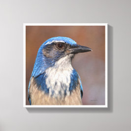 Westerne Scrub Jay Canvas Afdruk