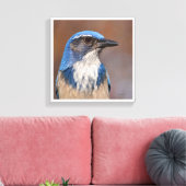 Westerne Scrub Jay Canvas Afdruk (Insitu (Woonkamer))