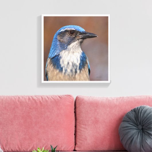 Westerne Scrub Jay Canvas Afdruk (Insitu (Woonkamer))