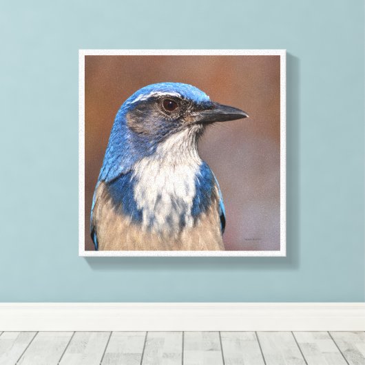 Westerne Scrub Jay Canvas Afdruk (Insitu (Houten vloer))
