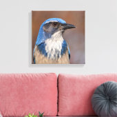 Westerne Scrub Jay Canvas Afdruk (Insitu (Woonkamer))