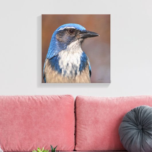 Westerne Scrub Jay Canvas Afdruk (Insitu (Woonkamer))