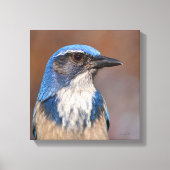 Westerne Scrub Jay Canvas Afdruk (Voorkant)