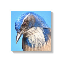 Westerne Scrub Jay