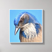 Westerne Scrub Jay Canvas Afdruk (Voorkant)