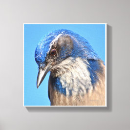 Westerne Scrub Jay Canvas Afdruk